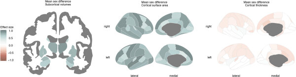 Половые различия в объемных показателях подкорковых объемов (слева), площади поверхности коры (в центре) и толщины коры (справа). Показаны размеры эффекта (значение d Коэна) скорректированных по FDR средних половых различий. Более высокие средние значения для мужчин показаны синим цветом, более высокие средние значения для женщин показаны красным цветом. Более темные цвета указывают на большие размеры эффекта