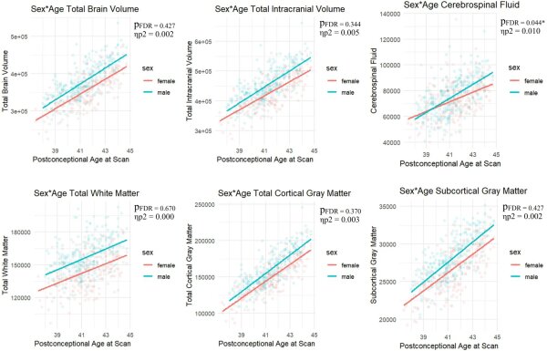Половые различия в структуре мозга присутствуют при рождении