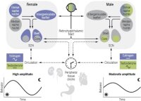 Половой диморфизм биологических часов