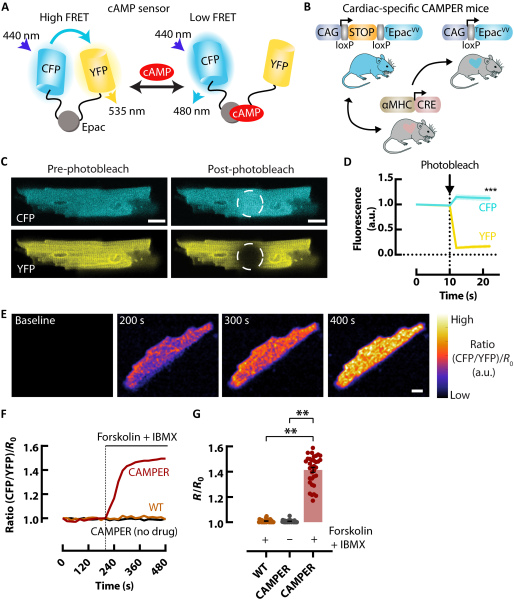 Экспрессия кардиоспецифического биосенсора цАМФ на основе FRET у мышей.