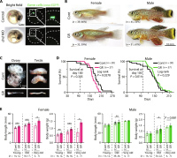Удаление половых клеток модулирует продолжительность жизни и размер тела