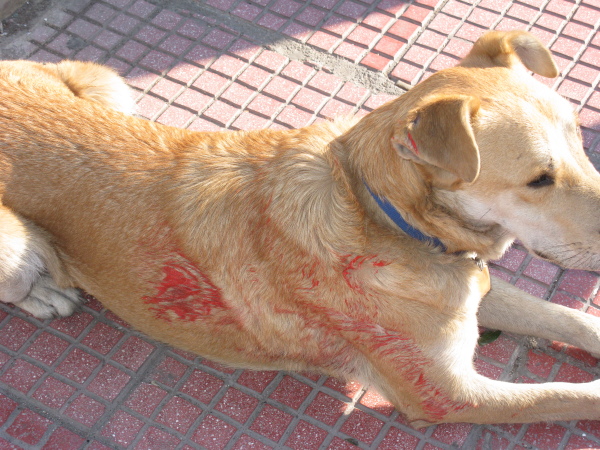 Канеллоса облили красной краской в ​​2008