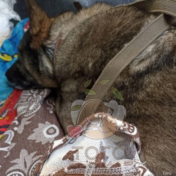 Додобони в приюте