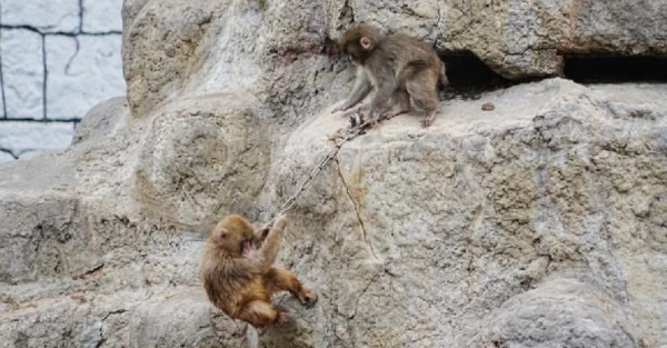 Обезьянка Панч нашёл друга