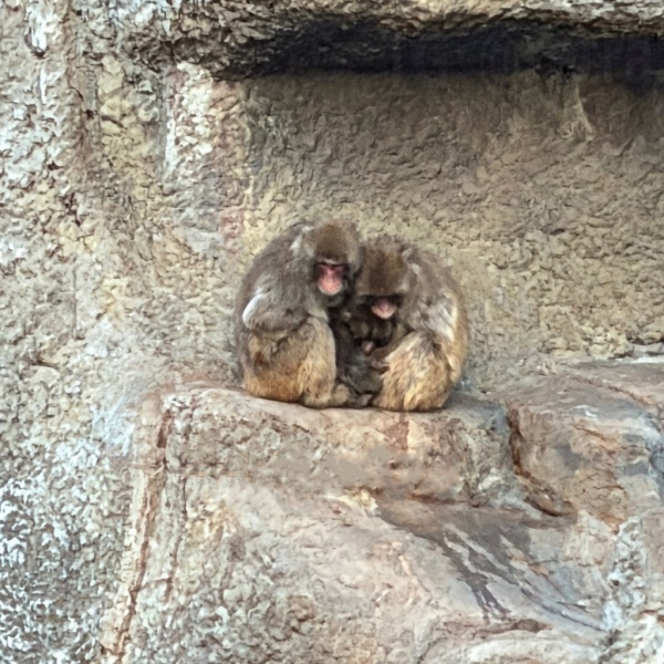 Обезьянку Панч защитили