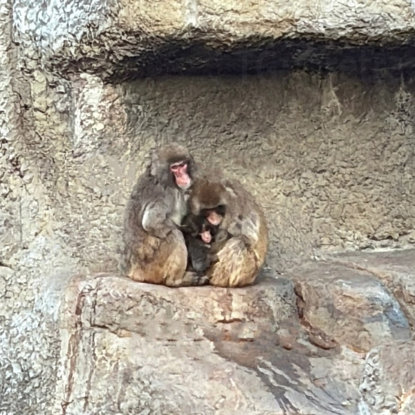 Обезьянку Панч защитили