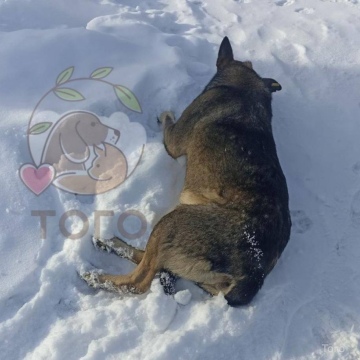 Додобони дали снотворное чтобы доставить в приют