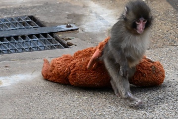 Панч везде ходит с плюшевым другом которого не может поднять поэтому тащит за собой