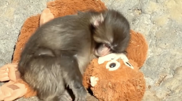 Панч обнимает плюшевого друга